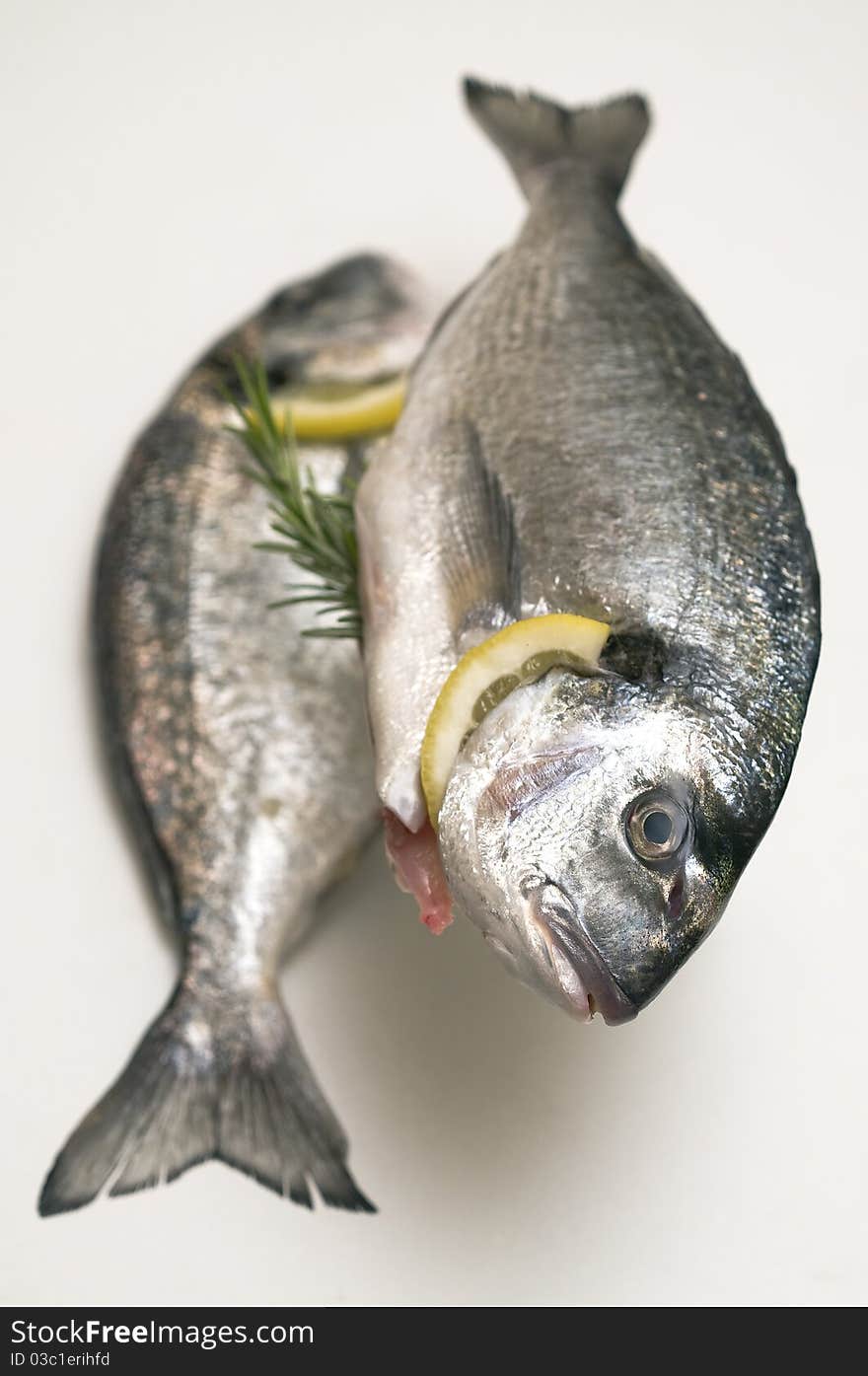 Two fresh gilt sea bream isolated on white. Two fresh gilt sea bream isolated on white