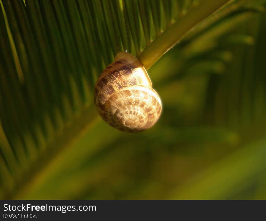 Snail under the fern