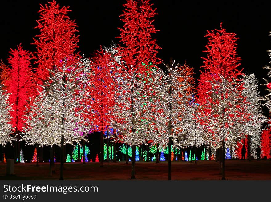 Short of light tree at local attractive tourism point. Short of light tree at local attractive tourism point