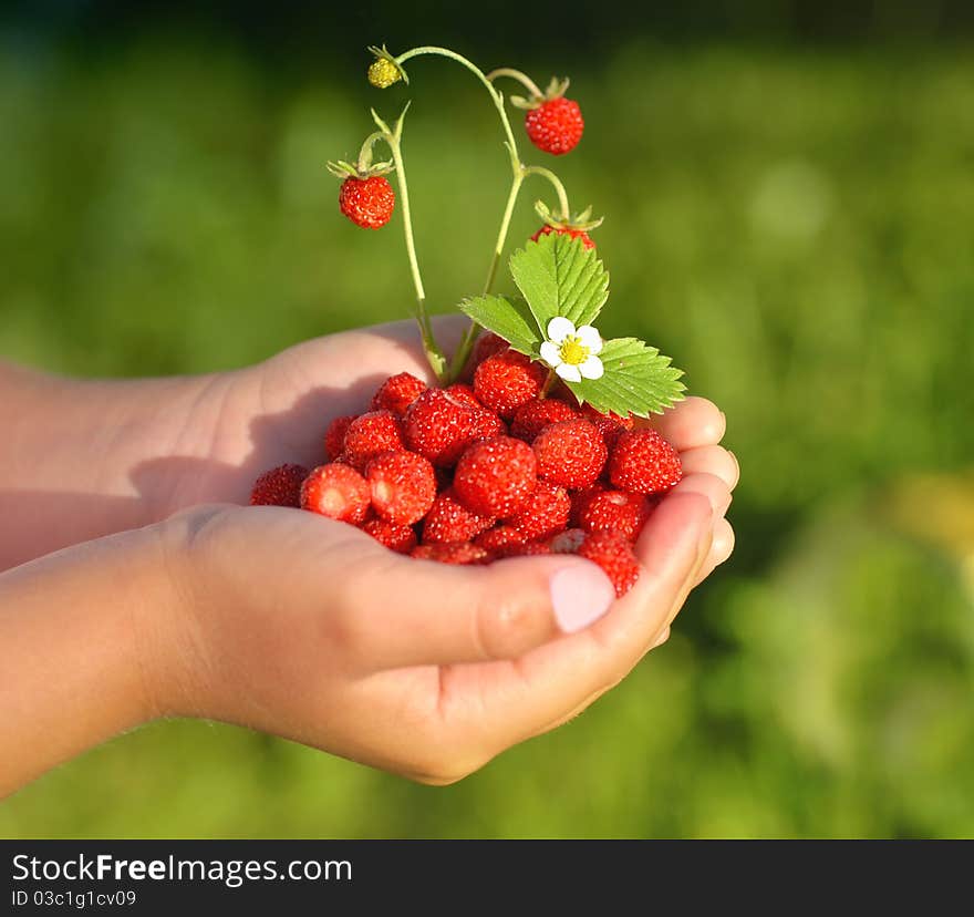 Little girl with a hand full of wild strawberries. Little girl with a hand full of wild strawberries