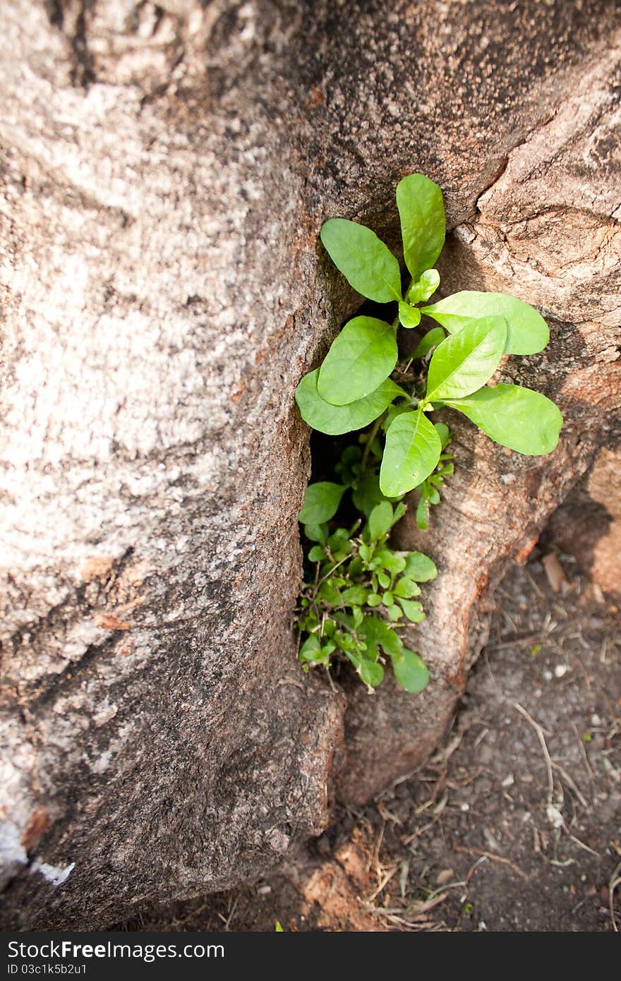 Small tree in the corner, the corner of a big tree. Small tree in the corner, the corner of a big tree.