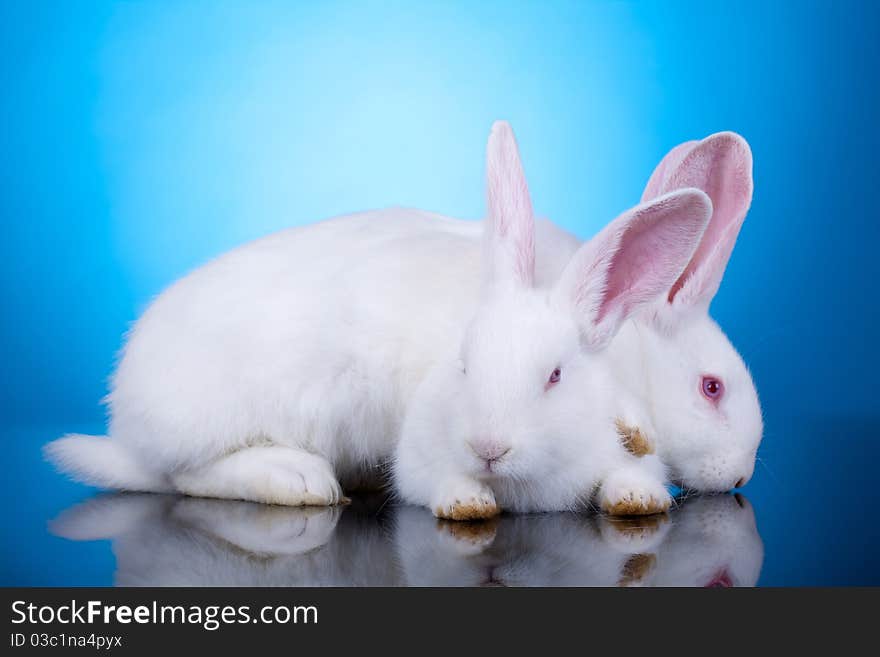 Pair of white bunnies playing on a blue background