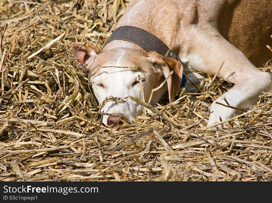 Greyhound sleeping on a straw