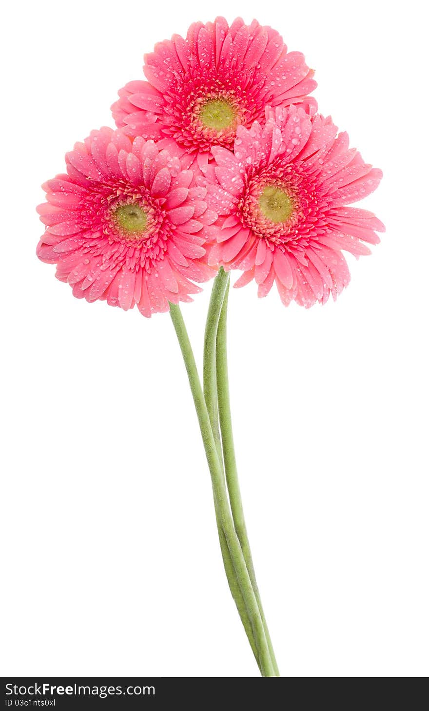 Close-up wet pink gerbera flowers, isolated on white