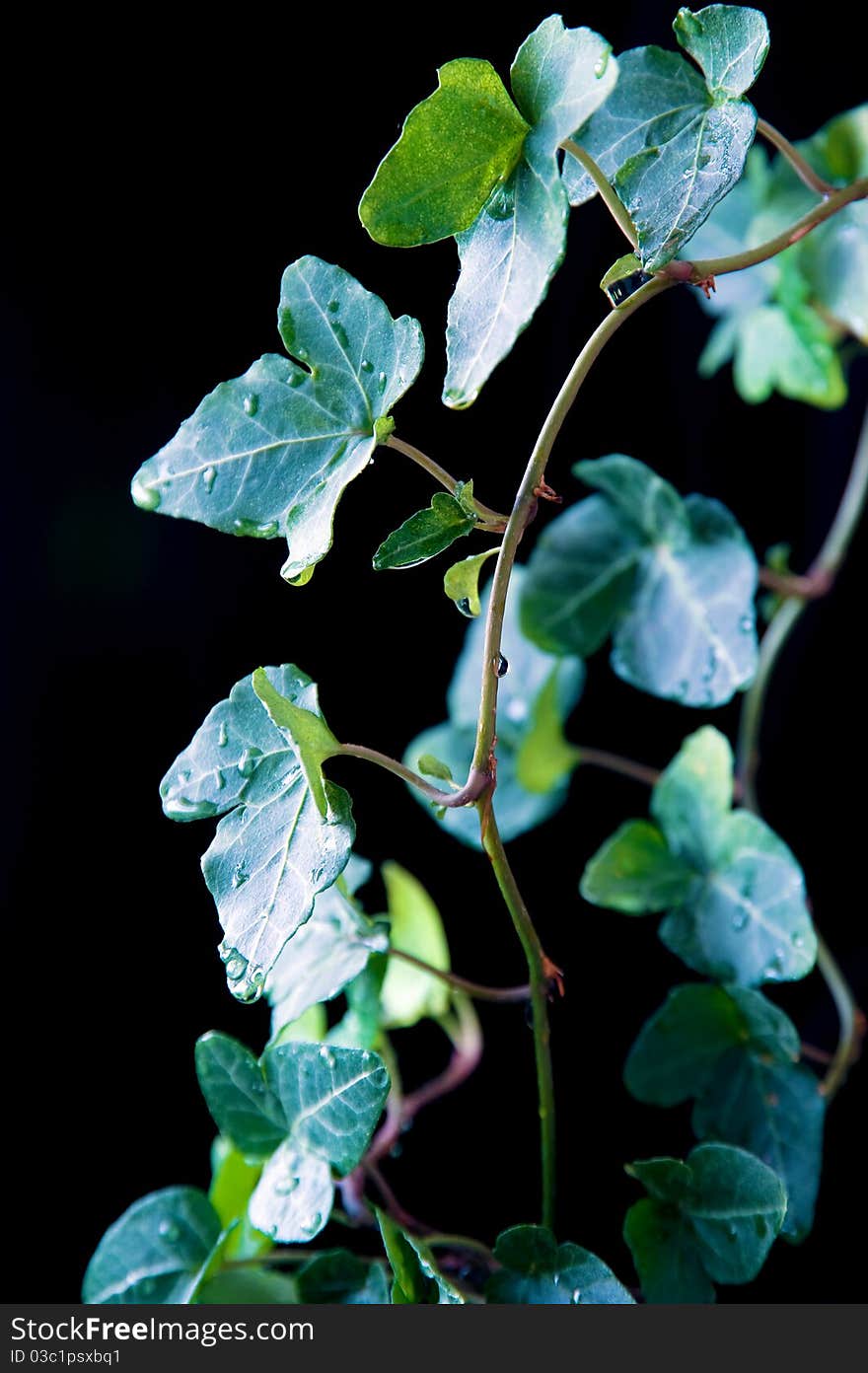 Beautiful leaves isolated on black background. Beautiful leaves isolated on black background