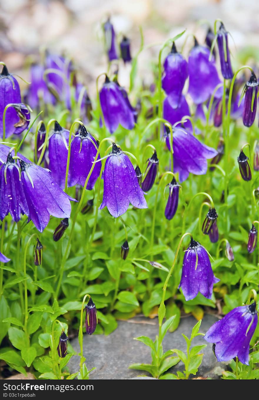 Purple bell-flower in a garden