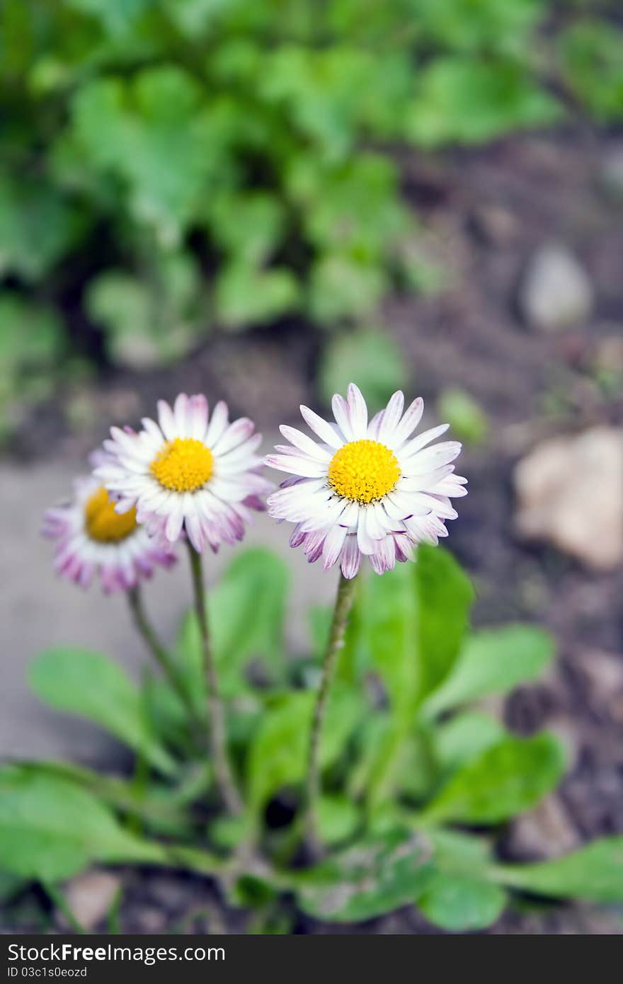 Group of daisies on the earth in a garden. Group of daisies on the earth in a garden