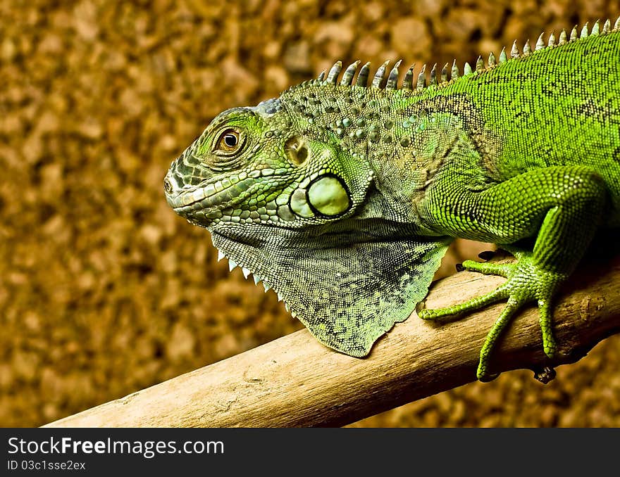 A green iguana rests on the tree