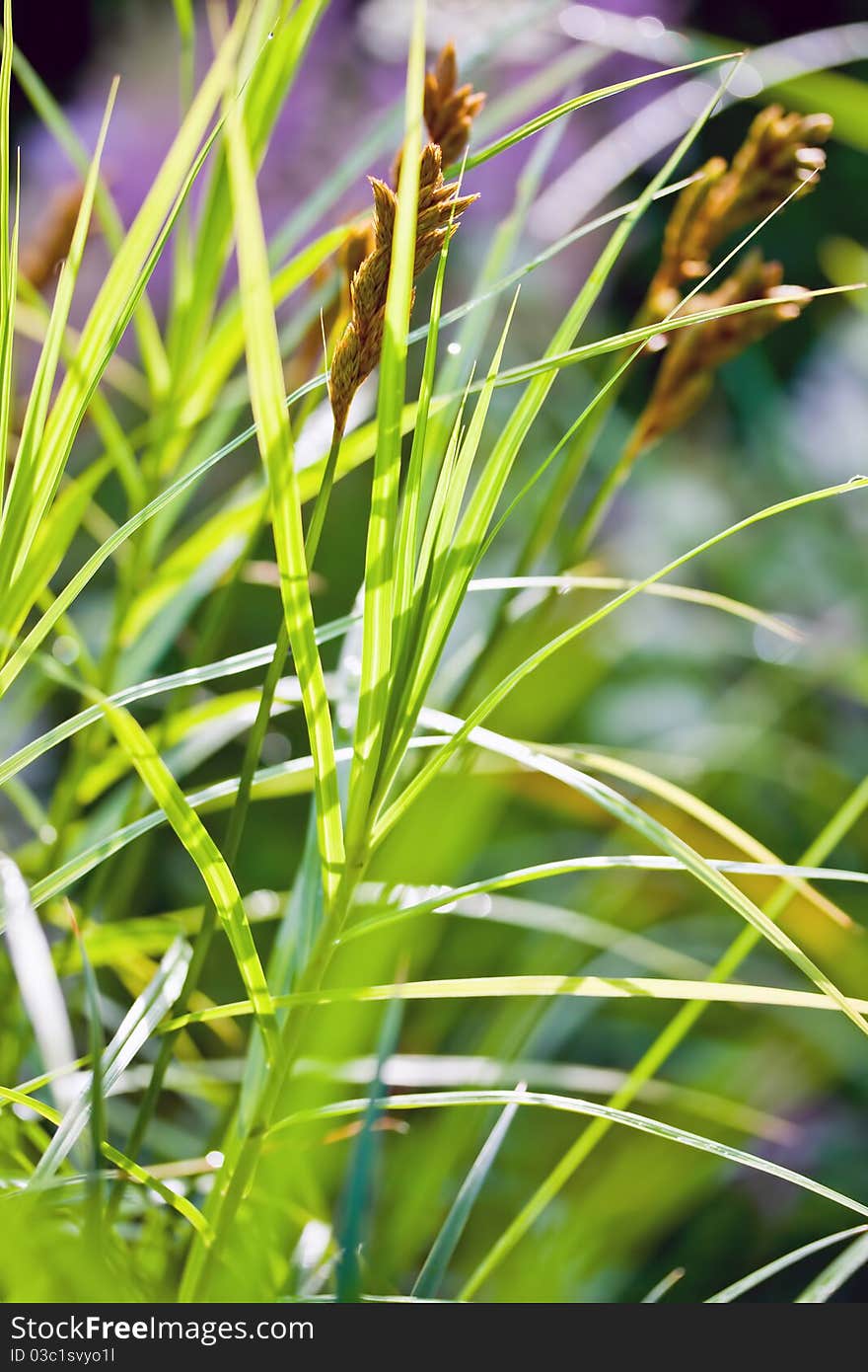 Grass on light