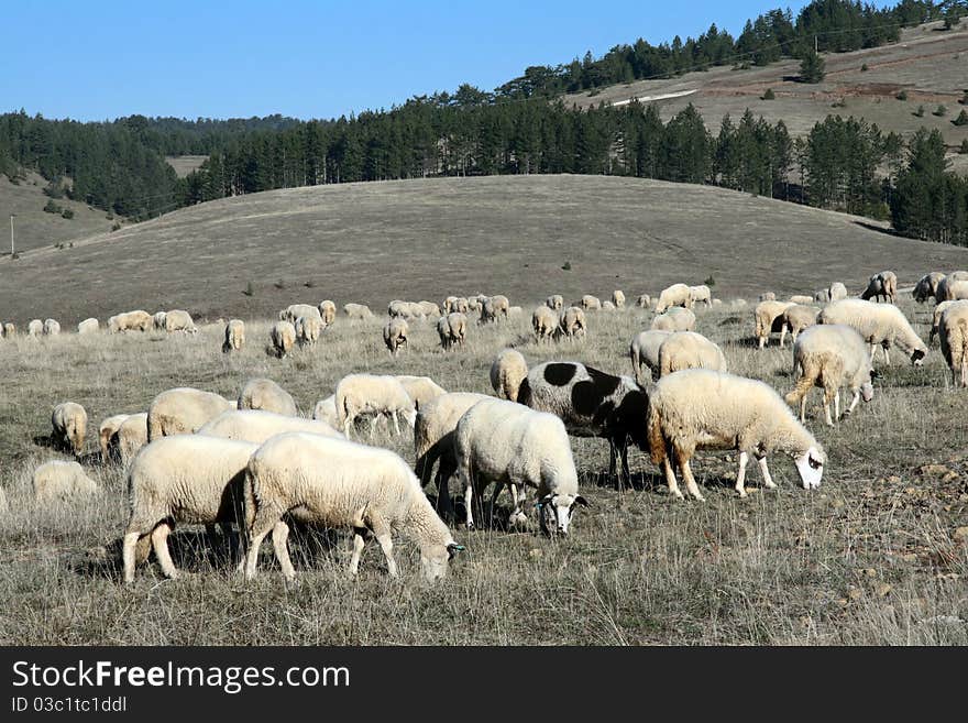 Sheep on a pasture