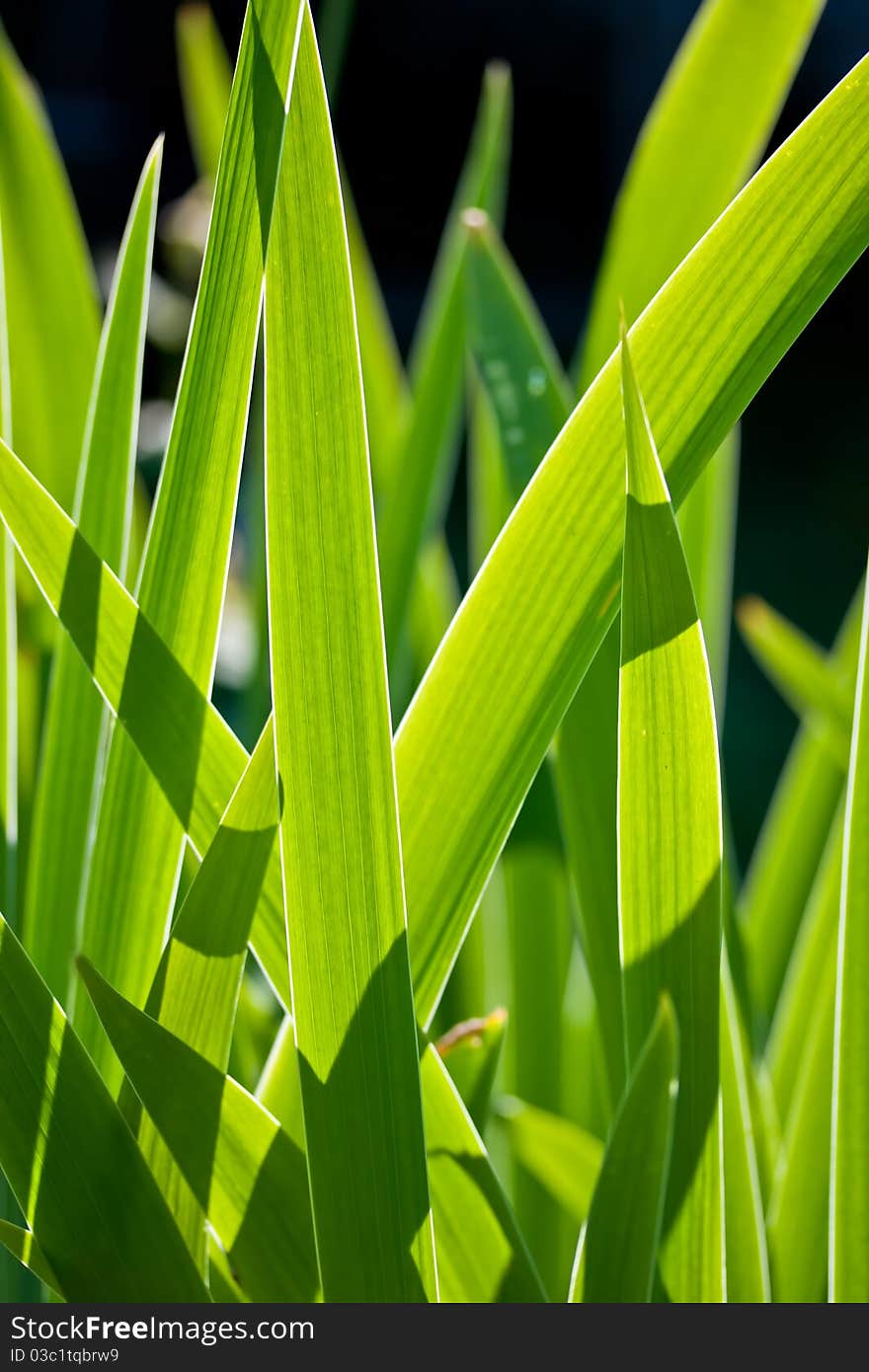 Grass on the morning sun in a garden. Grass on the morning sun in a garden