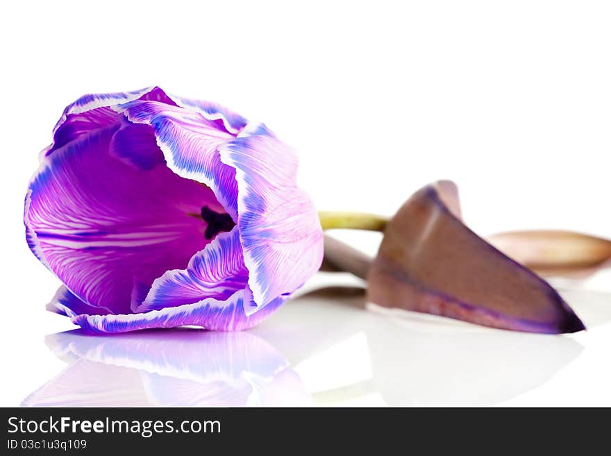 Violet tulip isolated on white background (shallow DOF)