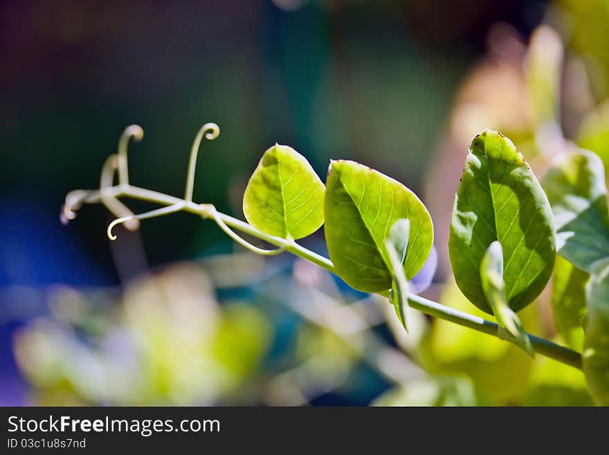 Young peas at morning light in a garden