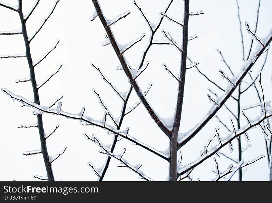 Branches in the winter