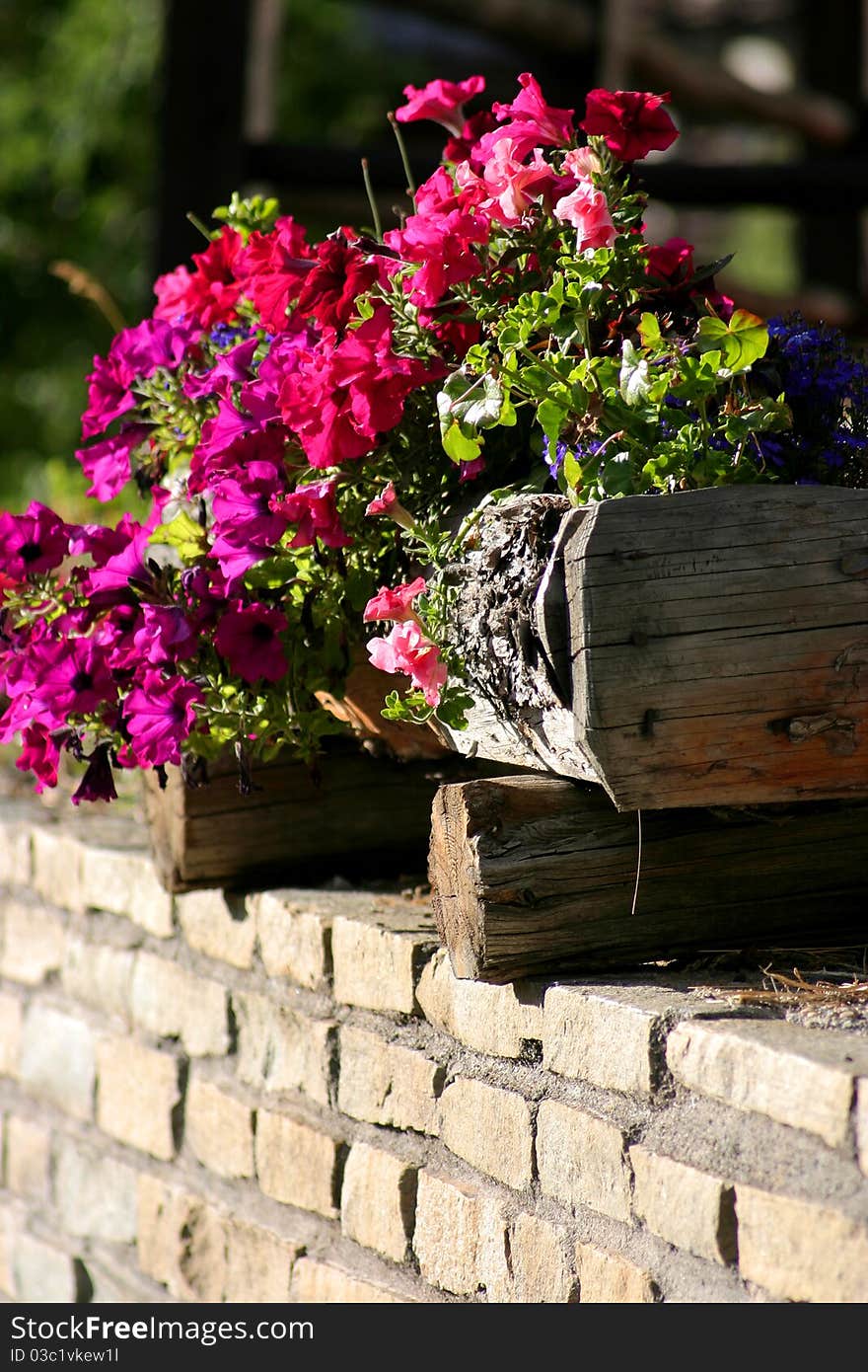 Coloured flowers in external wooden support on small wall. Coloured flowers in external wooden support on small wall