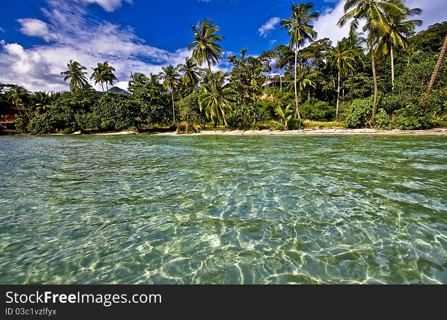 Sandy beach with palms