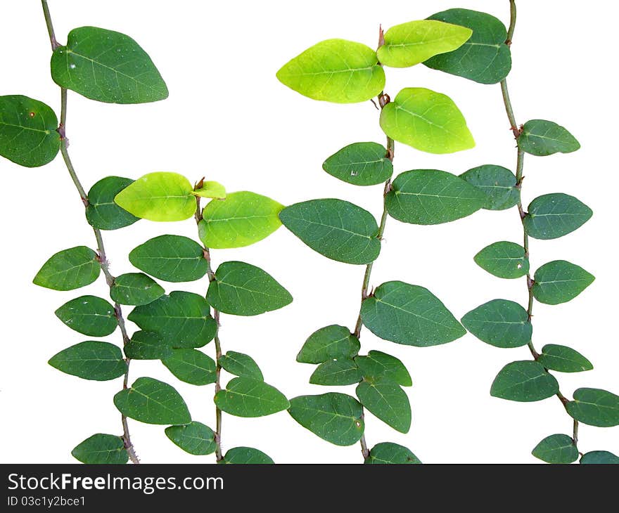 Isolated Vine Leaves