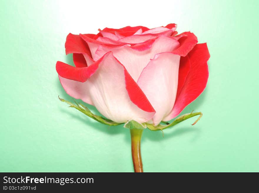 Red rose on green background , micro shot