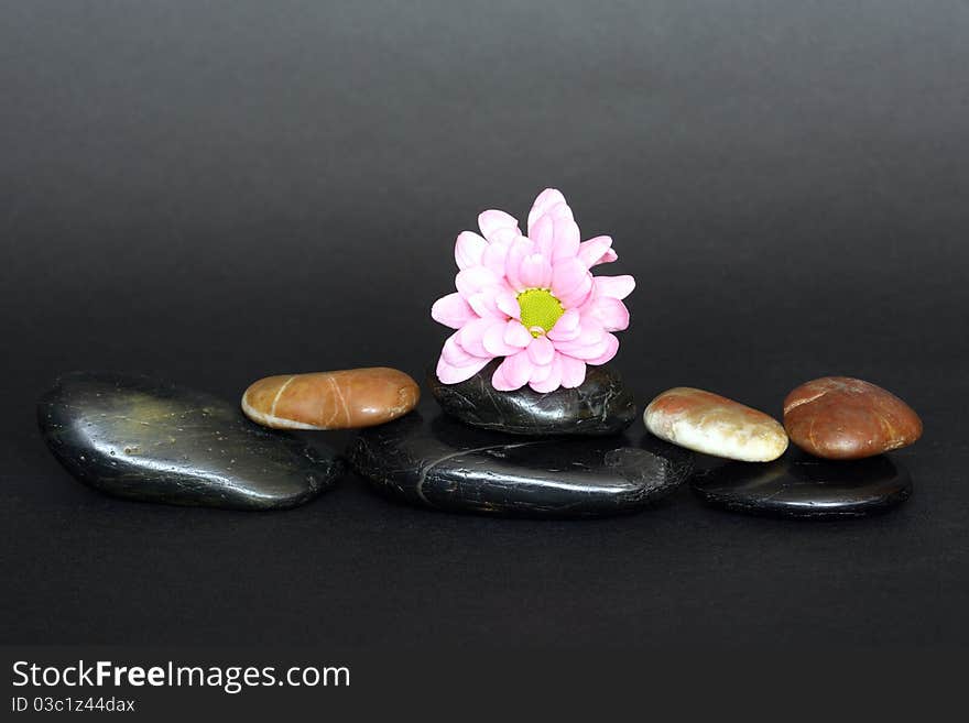 One purple gerbera daisy lying on stones on dark background. One purple gerbera daisy lying on stones on dark background