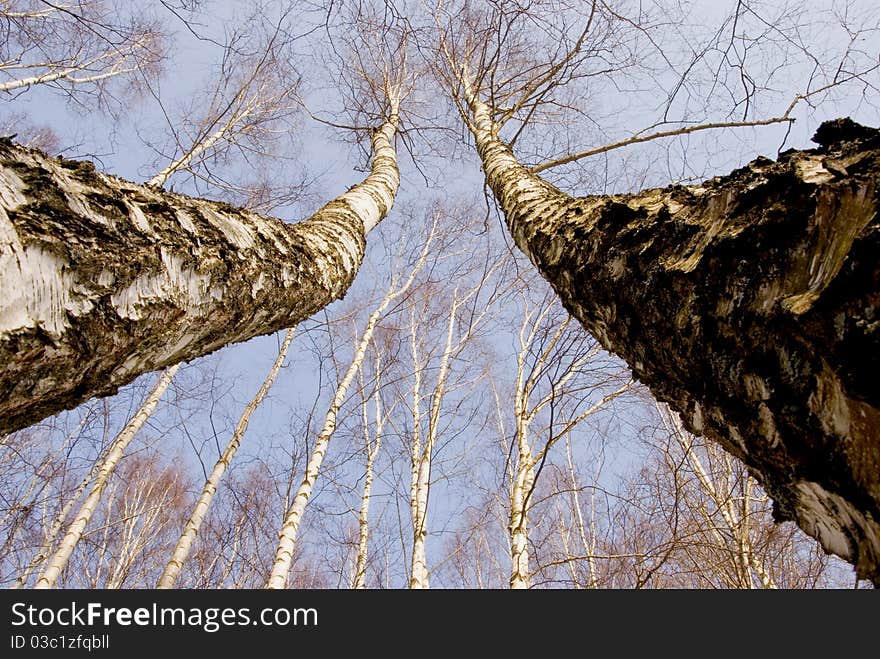 Two march birches on sky background