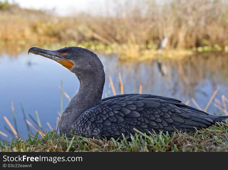 Great Cormorant (Phalacrocorax carbo) in Everglades National park in Florida