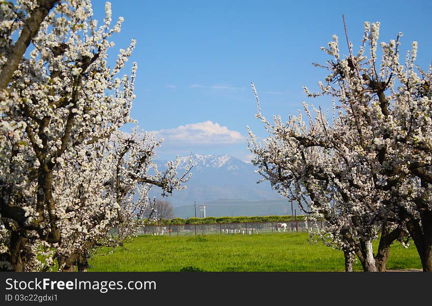 Spring Time with Plum Trees at the Sierra Nevada foothills. Exeter, California.