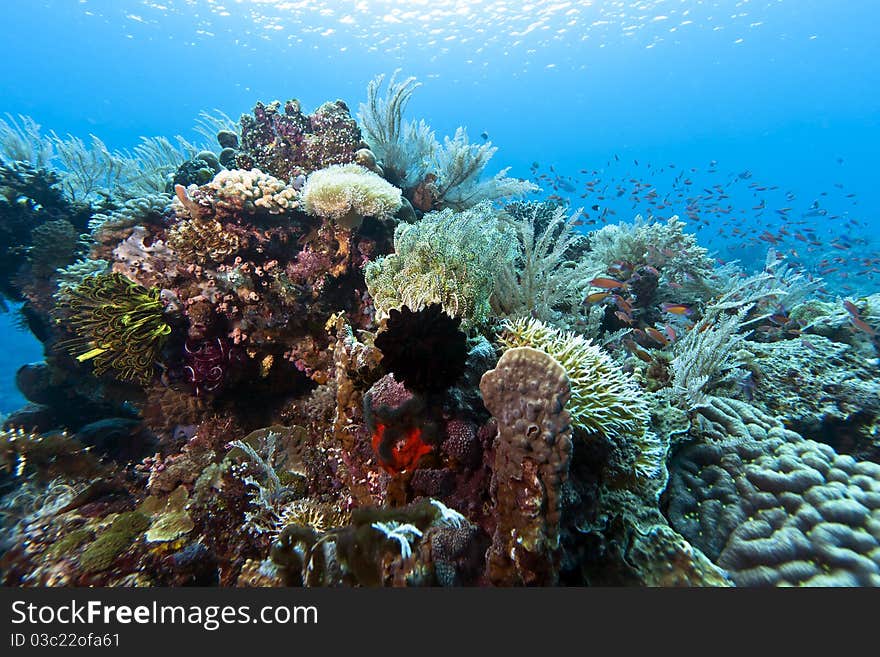 Coral gardens off the coast of Bunaken island. Coral gardens off the coast of Bunaken island