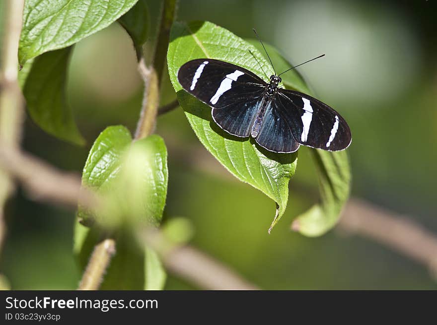 Heliconius Sara butterfly