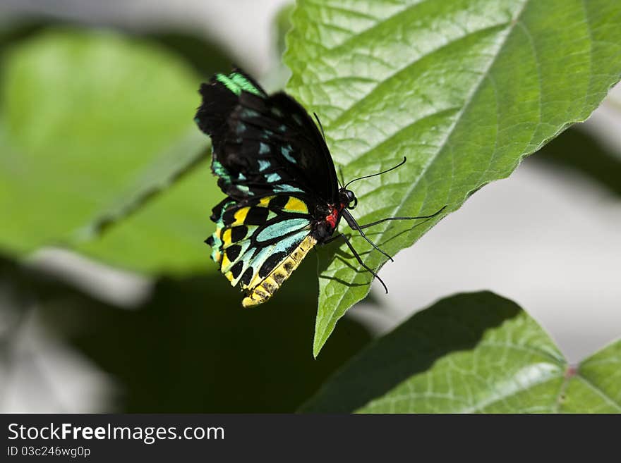 Rose Butterfly (ornithoptera Priamus)