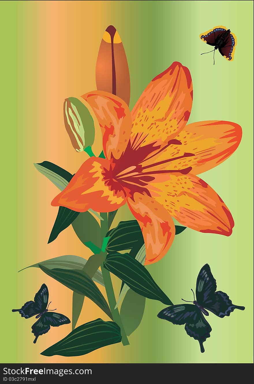 Illustration with orange lily and butterflies. Illustration with orange lily and butterflies