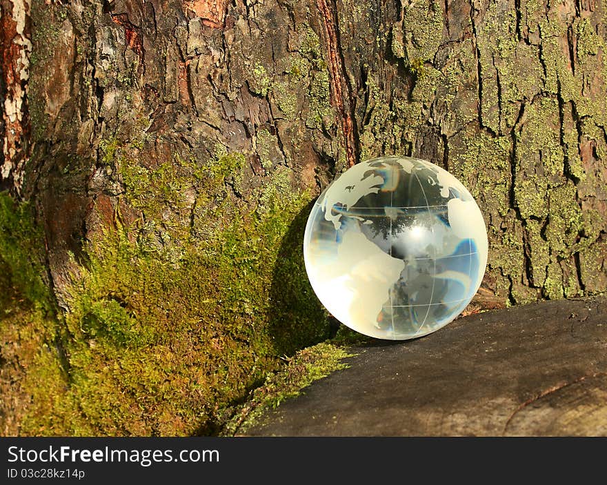 Glass planet in a tree with moss