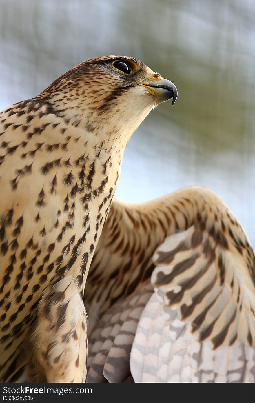 Peregrine falcon with outstretched wings