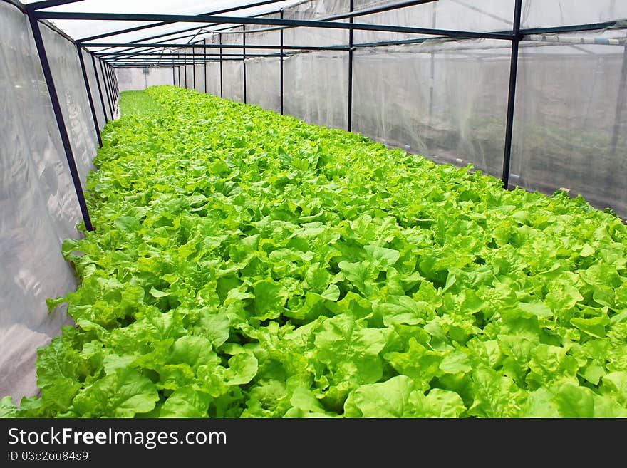 Fresh vegetables in the field simulation,Bangkok Thailand