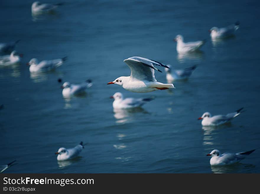 Seagull,Birds foraging in the sea.