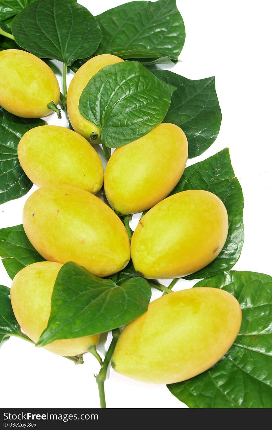 Bouea oppositifolia,Exotic Thai Fruit isolate on white background