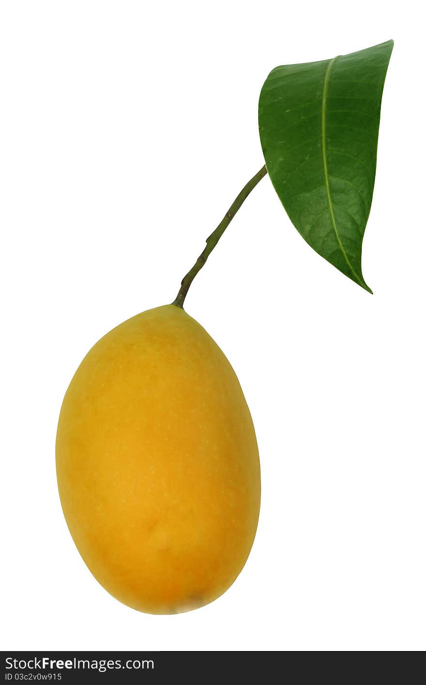 Bouea oppositifolia,Exotic Thai Fruit isolate on white background