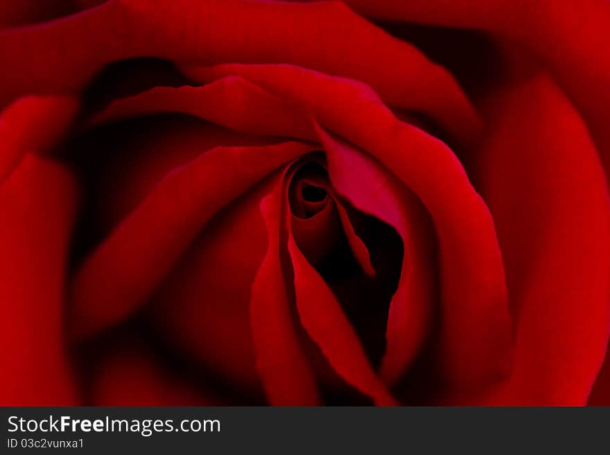 Close up photo of a read rose