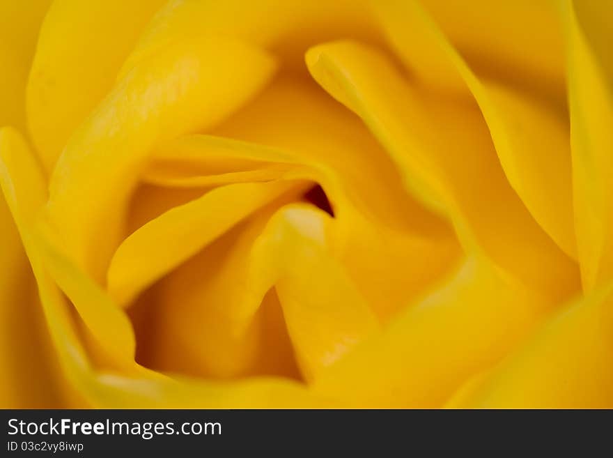 Close up photo of a yellow rose