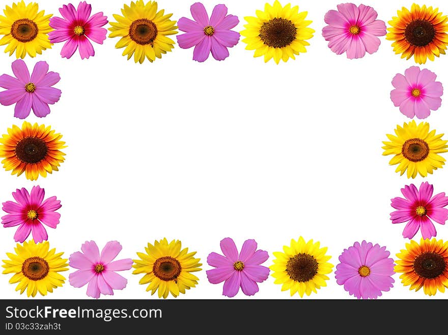 Row cosmos flower and sunflower on white background