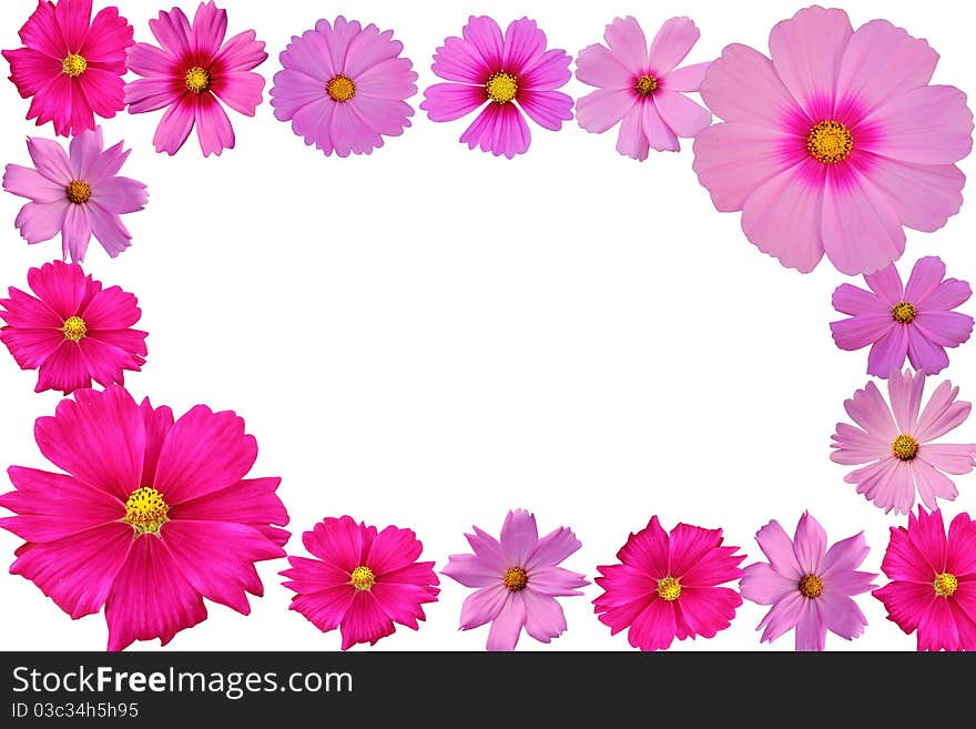 Frame of cosmos flower  on white background