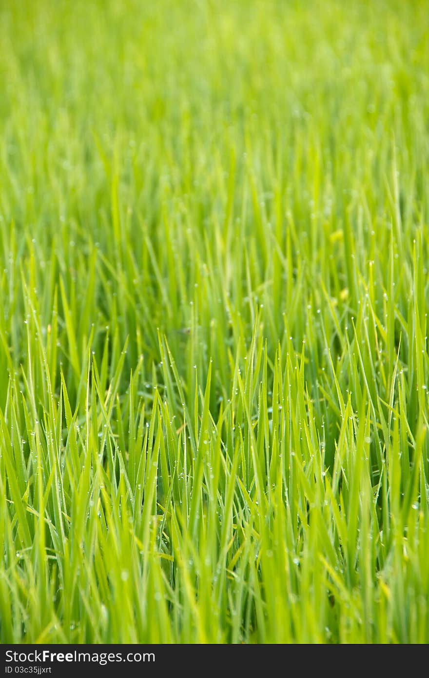 Dew drops on the top of the grass Horizontal