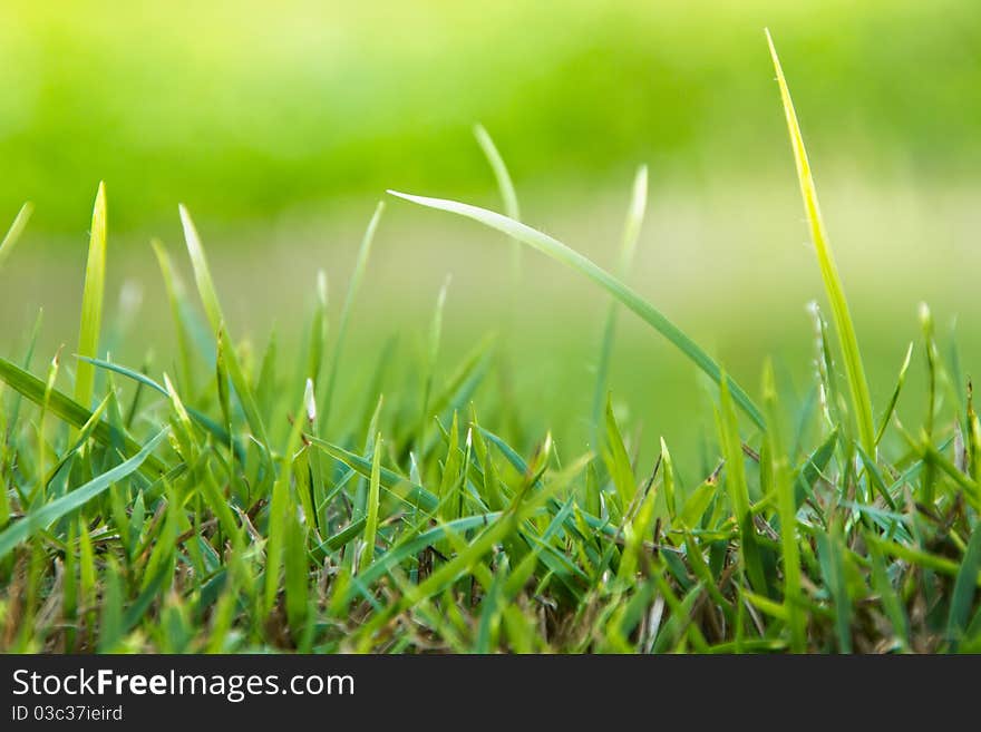 Green Grass Background