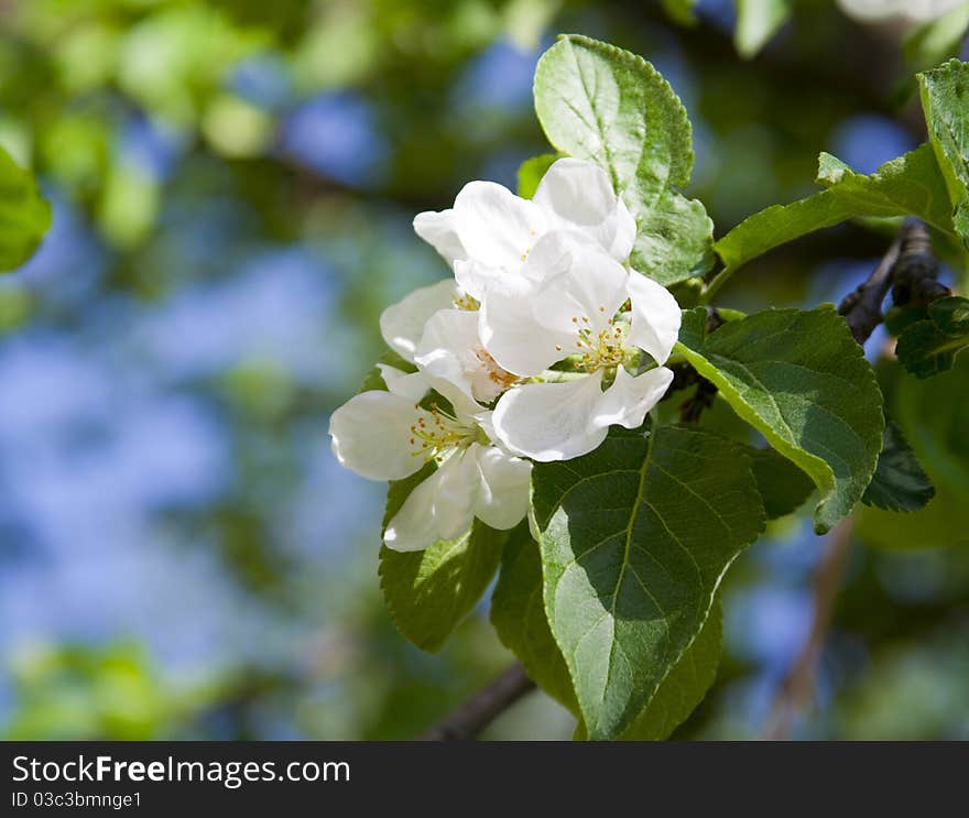 Apple-tree blossom on natural background. Spring. Apple-tree blossom on natural background. Spring.