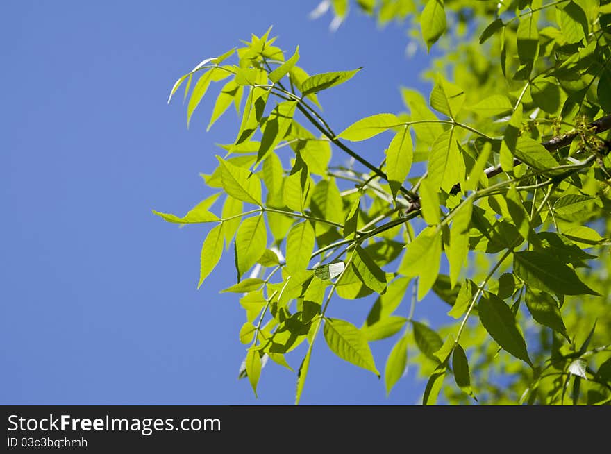 Green leaves, brightly back lit against a blue sky. Green leaves, brightly back lit against a blue sky