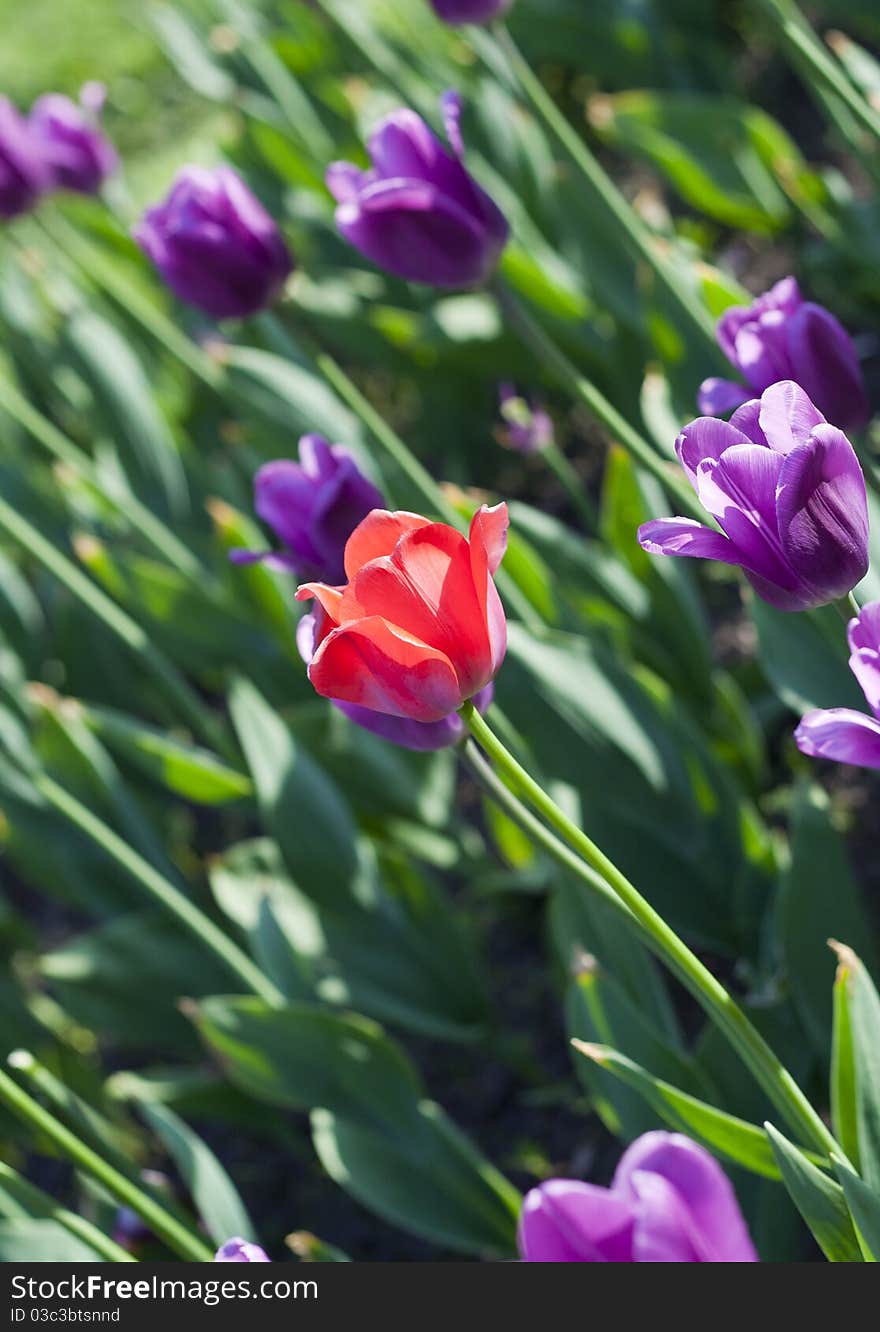 Pink tulip