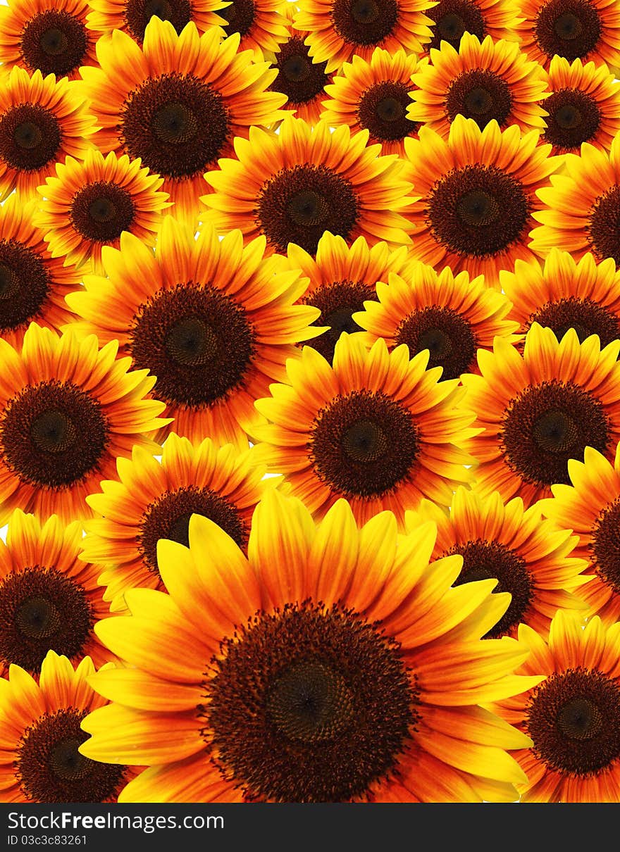 Beautiful yellow Sunflower petals closeup