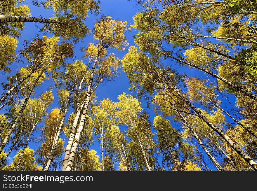 Yellow tops of birches against the blue sky. Yellow tops of birches against the blue sky