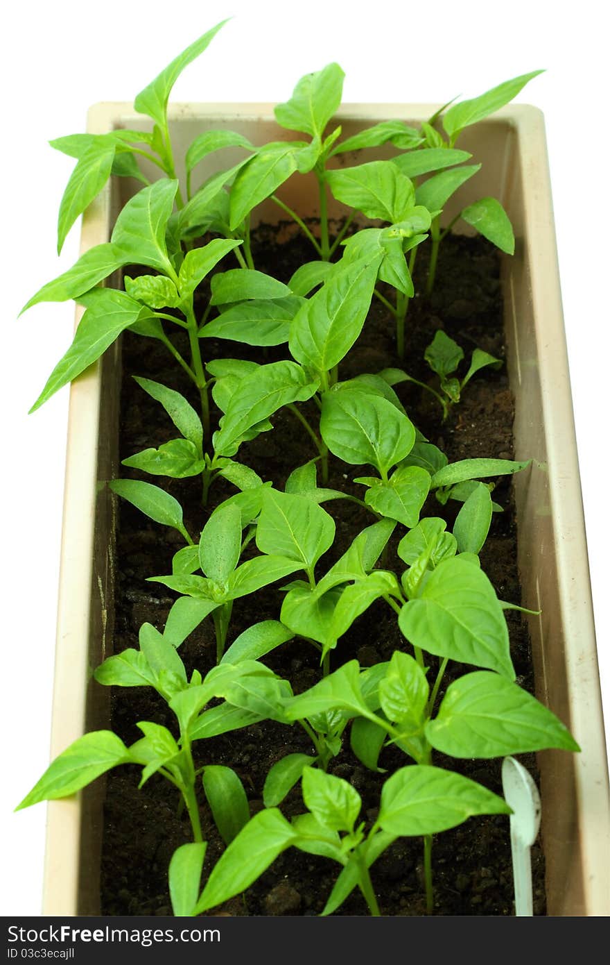 Seedlings of sweet pepper