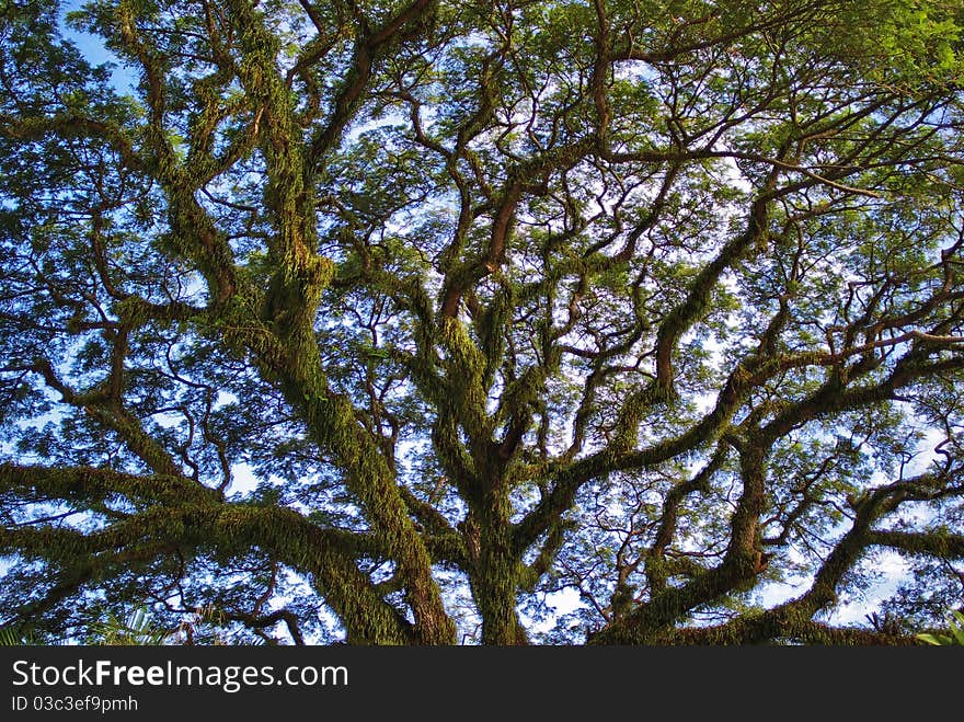 Big trunk of acacia.