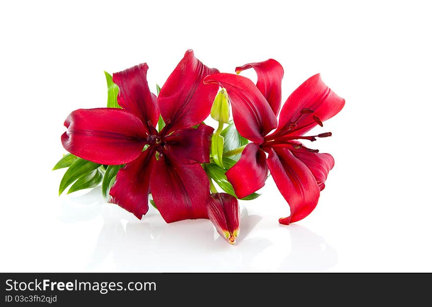 A closeup of red lilies isolated over white background